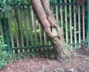 This is a video of some of my little wood fairy sculptures that I made down in Jersey Park in Briton ferry neath UK. nMusic by C-barts.