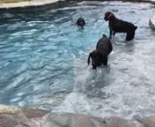Kittys Boykin Spaniels Swimming in Mims, Florida