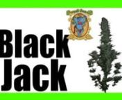 Black Jack son semillas feminizadas de marihuana creadas por Sweet Seeds en sus inicios, a través del cruce de 2 de las variedades que marcaron época a finales de los años 90.nhttps://growshopog.com/tienda/semillas-de-marihuana/sweet-seeds-semillas/feminizadas-semillas/black-jack/nn- Se trata de una planta de cannabis híbrido índica/sátiva equilibrada, versátil y que produce un humo espeso muy especial.nnGenéticann- Surgió del cruce entre 2 clones élite seleccionados, de híbridos del