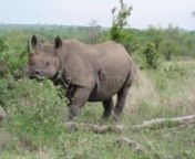 This black rhinoceros in Kruger National Park, South Africa seems unsure of how to proceed.