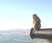 The rock of Gibraltar is shared between two primate species: people and monkeys. The monkeys populated the upper rock long before the latest human inhabitants, the British, arrived, and now, 300 years on, there are tensions between the two. nAttempts to expel the monkeys from the town with peashooters are in vain, as the animals rise to the challenges of the new game. This leads the government to resort to more drastic tactics.nnRead about the making of the film on the Vimeo Blog: https://vimeo.