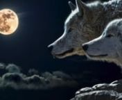 Robbyne LaPlant guides you through the first meditation of the New Year.The Wolf Goddess walks with you through this beautiful meditation.Blessings.