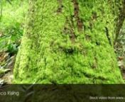 Green tropical coastal forest jungle tree vertical reveal.nnThis stock video is available for licensing from major stock video agencies. For best rates, purchase and download a full resolution version without a watermark directly from Africa Rising here: https://www.africarising.tv/downloads/african-stock-video-green-tropical-coastal-forest-jungle-tree-4/