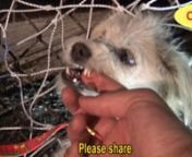 Please donate &#36;5 and help us save more dogs like Spirit:nhttp://www.HopeForPaws.orgnTo adopt Spirit, please contact:nhttp://www.HopeRanchAnimalSanctuary.orgnSong: