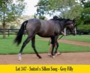 This video is about Lot 347 - Snitzel x Silken Song - Grey Filly