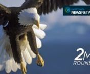 Sad news about Thailand’s coin-swallowing turtle, an injured tiger cub on the road to recovery, the contagious laughter of kea parrots and some exciting species discoveries you should know about. All that and more in this week’s roundup of nature news.nnEarth Touch News Network nhttp://www.earthtouchnews.comnnNEWS SOURCESnnTIGER ON THE MEDngoo.gl/Cp1Ff0nnBALD EAGLE BAN ngoo.gl/Qiioh7nnCLIMBING CRABSngoo.gl/hmtclennFROG FOUNDngoo.gl/XSjr5pnnLONG LIVING CHIMPSngoo.gl/JZvFNxnnPARROT LAUGHSngoo.