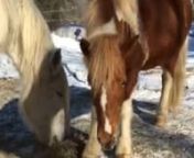 White Percheron Shorna and Icelandic beauty Hatta have a peaceful winter morning snack...nThey are so hard to capture on video!