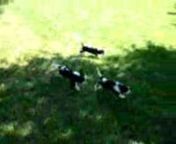 Andrea&#39;s Cavalier King Charles Spaniel puppies playing outside on grass for the first time