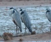 2017.04.10 Herons and Egrets at Ghadira Nature Reserve.mp4 from mp4 and