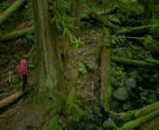 Là sự kết hợp hấp dẫn giữa phim truyền hình và phim tài liệu, Sự phán xét của Hadwin là chuỗi các sự kiện dẫn đến sự tàn phá khét tiếng của một cây cổ thụ 300 tuổi đặc biệt ở Haida Gwaii, British Columbia, được coi là biểu tượng linh thiêng của dân tộc Haida.nLấy cảm hứng từ cuốn sách đoạt giải The Golden Spruce của John Vaillant, phim giới thiệu cho chúng ta nhân vật phức tạp Grant Hadw