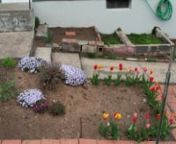 DJI Mavic Air 2s Test Video - Pan and Orbit of early Spring Flower Garden