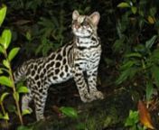 This video follows a female margay cat and her kitten in the jungles of Central America. The kitten is seen from just weeks after birth until it is able to follow the mom through the highest trees in the jungle.