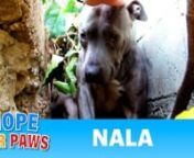 http://www.hopeforpaws.org - Please make a small donation and help us save more dogs like Nala. Thanks :-)