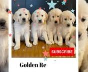 Golden Retrievers Nashville are serious workers, ideal for hunting and as guides for the blind, impeccable in search and rescue, in charge of obedience, and endowed with a great love for life even when they are not at