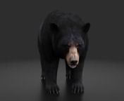 The black bear 3d model by PROmax3D is available for purchase exclusively on TurboSquid.nYou can buy this bear animal 3d model or bookmark it for future purchase from the link below-https://www.turbosquid.com/3d-models/black-bear-model-1634227?referral=promax3d, https://www.promax3d.com/black-bear-3d-modelnnLooking for a realistic bear 3d model for your game project? Are you trying to find a bear 3d model? You have come to the right place. Game-ready black bear model with optimized polygon cou