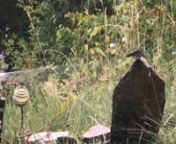 This little girl decided to perch on this well-placed rock to take advantage of the drip irrigation during the hottest part of summer. Before this video, she hovered in circles in another part of the spray. Charmed! www.doubledeckerfarm.com.