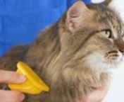 F7YT0298- BUFFER® 7 cm Kedi Köpek Tarağı Fırçası Tüy Alıcı Toplayıcı Tarak Fırça from kedi