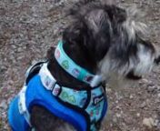 I had been looking for a harness that is both functional and cute for a while. This adjustable harness fits my pup well. My miniature schnauzer has a small neck but a wide chest. The neck adjustment solves the problem with lose neck fit from most harness I came across. The front D ring made our walk easy. So much less pulling from our daily walk. Plus the sushi pattern makes him super cute! Love this harness!nn==&#62;https://www.korriko.com/products/exploration-no-pull-dog-harness-sushi