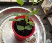 My gardening process has been succeed as I was scared while potting in other pot as it would get destroyed but it&#39;s showed me good results and they are growing very Faster��nn==&#62;https://www.bombaygreens.com/products/edible-flowers-kit-zinnia-sunflower-butterfly-pea