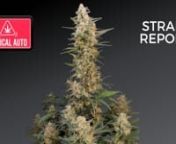 --Intended for the 18 &amp; over---nnSebastian Good tells you all about Fast Buds Critical Auto. nnHere is some more info on the Strain: nnA super reliable, highly resilient, and very easy to grow plant that boasts an impressive THC level close to 20%, with epic yields of easy to trim, citrus pine dense buds. Critical Auto is perfect for beginner growers and those who want abundant harvests of monster-sized yields in a short time. Fast Buds were able to enhance all the desired traits that make C