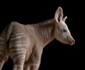 A two-month-old male okapi (Okapia johnstoni) named Mzimu (which means “ghost” in Swahili) at the Al Bustan Zoological Centre in Sharjah, United Arab Emirates. This individual is leucistic, meaning there is a lack of pigmentation in his hair and skin, giving him a rare white-gray appearance. Both of his parents and his brother have normal coloration, which makes him very unique among okapis. The species is listed as endangered by the IUCN.