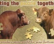 APRIL 26, 2024CROSSHAIR SIMMENTALS, KUHNS RED ANGUS AND HUBER EY RED ANGUS WILL OFFER BULLS AND FEMALES IN THEIR ANNUAL AUCTION AT NAPOLEON LIVESTOCK