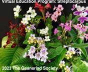 This is an opportunity to learn about Streptocarpus from award winning growers Terri Vicenzi, Stephen Covolo-Hudson and Dale Martens.nnTerri who won “Best Streptocarpus” for her entry of S. ‘Little Kan’ will show photos and discuss how to grow a show plant. Stephen will instruct on how to hybridize. Dale who won “Sweepstakes in Horticulture” will show photos of propagating, repotting and discuss other culture issues.