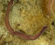 Several individuals of the heteronemertean Ramphogordius sanguineus were recorded feeding on the polychaete annelid Allita succinea.nnn(Video recorded and edited by SA Caplins)