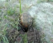 Got to watch an eastern box turtle nest last Friday evening. She laid 8 eggs - video is just of one.