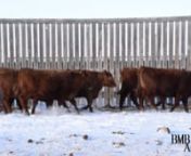 Purebred Heifers '24new from 24new