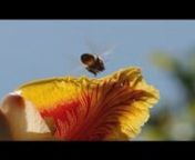 One of our paramedics has some suggestions on how to take the sting out of a bee sting. You probably know, bee stings can be life threatening to some people. If you notice difficulty breathing or any of the serious symptoms we mention, don&#39;t hesitate: call 911 right away. For the rest of us, watch and see how your driver&#39;s license or a credit card, can be the best tool for removing that stinger.