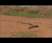 Dr. Mike tracks the trail of the world’s most venomous snake throughout the Australian outback. New episodes of Bite Me With Dr. Mike air Tuesday nights at 10PM, only on Travel Channel.