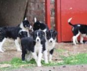 Border Collie Puppies for sale - ukpets from border collie puppies for sale craigslist