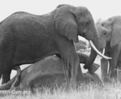 This clip is made from a series of photographs taken in July 1981 in Amboseli. We were watching a large aggregation of elephants when suddenly we observed elephants running in one part of the group. I caught a glimpse of adult female with long splayed tusks toppling over. It was Polly. She tried to pull herself to her feet as dark bands of Temporin streamed down the sides of her face. Her eyes were wide and shining, revealing her possible confusion and pain. She pulled herself half way up and th