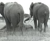 This clip is made from a series of photographs taken in July 1981. We were watching a large aggregation of elephants when suddenly we observed elephants running in one part of the group. I caught a glimpse of adult female with long splayed tusks toppling over. It was Polly. She tried to pull herself to her feet as dark bands of Temporin streamed down the sides of her face. Her eyes were wide and shining, revealing her possible confusion and pain. She pulled herself half way up and then began to