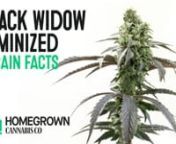 Black Widow is a Hybrid strain with medium yield, perfect for novice growers. It finishes flowering in 7 to 9 weeks from seed and can be grown indoors only. Black Widow has a THC level of around 25%. Recreational users find it relaxing and euphoric. Meanwhile, medical applications are primarily for easing pain and fatigue.nnTo buy Black Widow marijuana seeds, visit our site nhttps://homegrowncannabisco.com/products/black-widow-feminized-marijuana-seeds