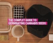The complete how-to guide for germinating cannabis seeds, including germination techniques, golden rules, and timescales. Give your favourite strain the best start in life by using our video guide as a visual resource for the successful cultivation of cannabis. nnRoyal Queen Seeds blog will help you to be aware of all the latest Cannabis News, growing articles, marijuana events, recipes and much more information related to Marijuana world.nnVideo Contentnn00:00 Introductionn00:29 Fundamental pri