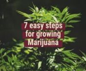 This video by Royal Queen Seeds describes the 7 easy steps to growing your own healthy marijuana plants. nn#Growing #cannabis is not difficult—especially when you consider it used to be called