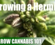 A quick timelapse grow log with my first attempt at creating a hermaphrodite plant from a femenized seed with the help of colloidal silver, which we just covered how to make in the previous video. This is part 1 of a 3 part grow log series covering colloidal silver so stay tuned as the next two will show how to use a hermaphrodite plant to produce femenized seeds.nnFox Farm Ocean Forest Potting Soil (Highly Recommended): https://amzn.to/37b8kFWnFabric Pot (My Favorite Brand): http://amzn.to/2ye8