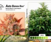 Watch this beautiful grow of our new variety Auto Banana Blaze. nnThe autoflowering version of Banana Blaze is just as mind-numbingly potent as the original photoperiod version. The powerful effect and sweet, fruity, banana-like taste are very similar. nIn 12 weeks, this light feeding auto grows from feminized autoflowering seed to a beautiful little Xmas tree up to a metre tall. She may not require nutrients every time your water her, but by looking at the plant she will tell you exactly how sh