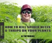 Spider mites, thrips, and other pests are a grower’s worst nightmare. these nearly microscopic pests can feed off your plant and ruin your crop. Luckily, there are proven ways to prevent an infestation and kill them if they pop up. nnPrevention Is BestnnPreventive pest management is the best way to save yourself time, money, and headaches. For the best prevention against spider mites and thrips, let their natural predators do the heavy lifting.nnPredatory mites like Californicus mites naturall