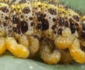 This caterpillar has fully grown and is now ready to molt into a pupa to start its metamorphosis into an adult large cabbage white butterfly. However, it was parasitized as a young larva, just after emergence from its egg, by the parasitic wasps Cotesia glomerata. This wasp has laid some 25 eggs inside the caterpillar. During the growth of the caterpillar, the larvae of the wasp have also fully grown and now want to escape from their host. The caterpillar, on its way to a safe place to molt into
