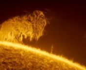 Captured on 25th January, 2022, from Dark Sky® Alqueva region, Portugal, a high-resolution image features the chromosphere activity on this day, showing a massive solar prominence around the Solar limb. During the sequence of images, the prominence changed in appearance until it presented an incredible shape that resembled the silhouette of a Mammoth, a large mammal extinct for over 5,000 years and belonging to the genus Mammuthus (see image with caption). As the weather conditions were not per