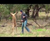 Hello everyone. In this video, a man punch a Kangaroo to save his dog. Also in this video, tiny dog name Turboroo dog without two front legs. Baby seals enter the water for the first time. Man Punches a Kangaroo to save his dog. Teen Pushes Bear outside her house to save her dogs. Man Trying to Hide Fart and didn&#39;t noticed he is caught on camera. Dog Steals Baby&#39;s Cracker.nnLinks To Sources: nnTurboroo: https://www.youtube.com/watch?v=sX8GgDgjq00nhttps://www.instagram.com/turboroo/nhttps://www.f