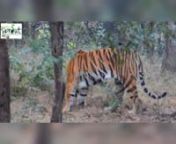 Plan your exclusive jungle safari in Pench National Park to sight the magnificient royal Bengal tiger.