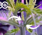 #GoodEats420 #Bassdropkeys #ACInfinitynn►Thanks to the great people at AC Infinity for Sponsoring me. Use Bassdropkeys to get 15% off any order on their website!nhttps://www.acinfinity.com/?ref=Bassdropkeysnn0:00 Cool Ass Intron0:05 Bassdropkeys - Rugbyn1:11 AC Infinity Shout Outn2:00 What is Topping?n4:33 What is Top Dressing?n5:54 One Month Updaten6:48 Outronn►Check out the entire Grow Seriesnhttps://www.youtube.com/watch?v=oS8PeEc9Pfo&amp;list=PLZ-jiGEFrsQXtg0LSVd8OVk0NF009h1C6nn►Suppli