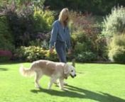 http://www.liveforevermovie.comnnSenior citizen dog Harry, a 16-year-old (117 in human years) golden retriever, helps his owner, Juliet Prentice, to understand the process of getting older and to ultimately be at peace with aging.nnAn exclusive bonus clip from the upcoming documentary