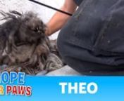 To make a small donation, please visit: http://www.HopeForPaws.orgnTo adopt Theo, please visit:nhttp://www.TheMuttScouts.orgnPlease SHARE so we can find Theo a loving forever home.nThanks:-)nEldad