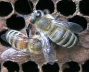 Behavioral resistance to Varroa mites by bees bred in Baton Rouge, LA.