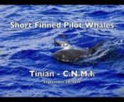 This video shows some rough footage of short-finned pilot whales swimming in the Philippine Sea west of Tinian, one of the main islands in Commonwealth of the Northern Mariana Islands north of Guam.nnThe encounter with the group lasted approximately two hours, but only towards the end did we realize that the white discoloration around the mouth of this particular female was not a dead fish nor squid nor skin pigmentation, but in fact a dead pilot whale calf that she was dragging around by its